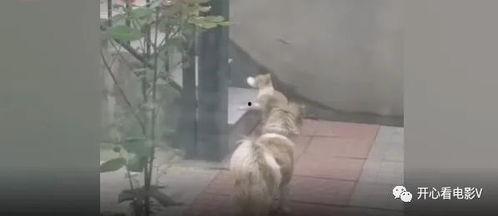 流浪猫爆料视频大全,揭秘视频大全背后的感人故事